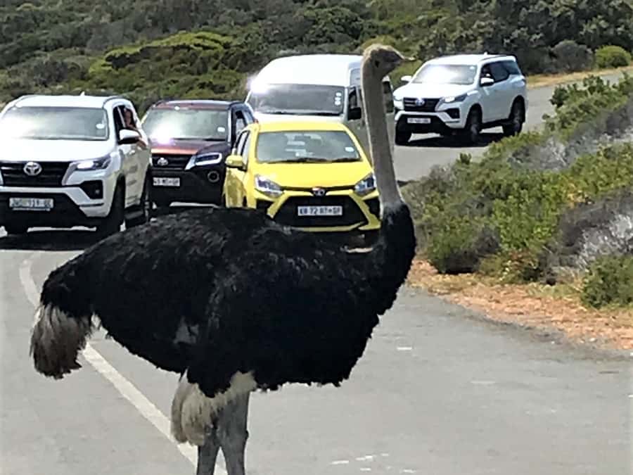 Fascinating Cape Peninsula Experience (private & exclusiv) - Cape Point gives the day its drama