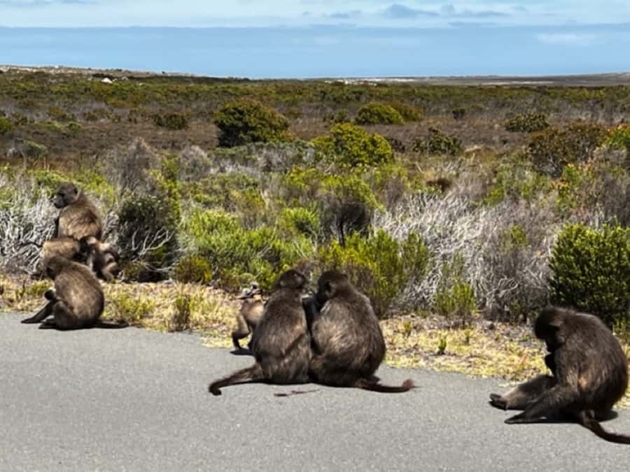 Fascinating Cape Peninsula Experience (private & exclusiv) - Chapman’s Peak Drive is the scenic finale
