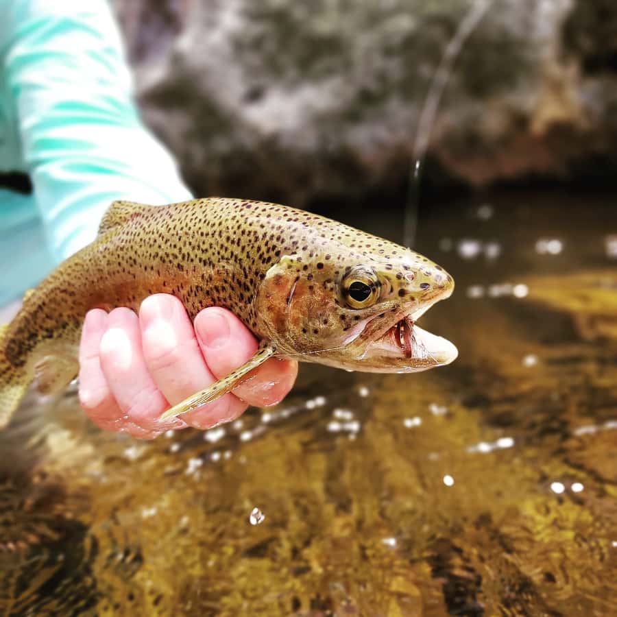 Fly Fishing in Cape Town - Why Cape stream fishing feels special