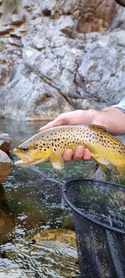 Fly Fishing in Cape Town - Four hours of stalking trout in clear water