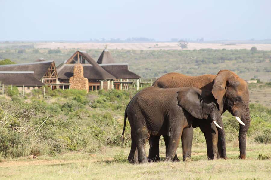 From Cape Town: 2-Day Safari at Garden Route Game Lodge - Why this works as a Cape Town safari