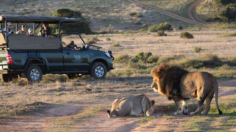 From Cape Town: 2-Day Safari at Garden Route Game Lodge - Betty’s Bay adds wildlife before the safari