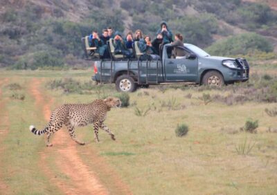 2-Day Safari at Garden Route Game Lodge