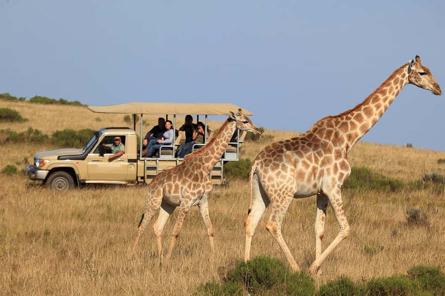From Cape Town: 3-Day Garden Route Highlights and 4x4 Safari - Route 62 turns the transfer into part of the trip