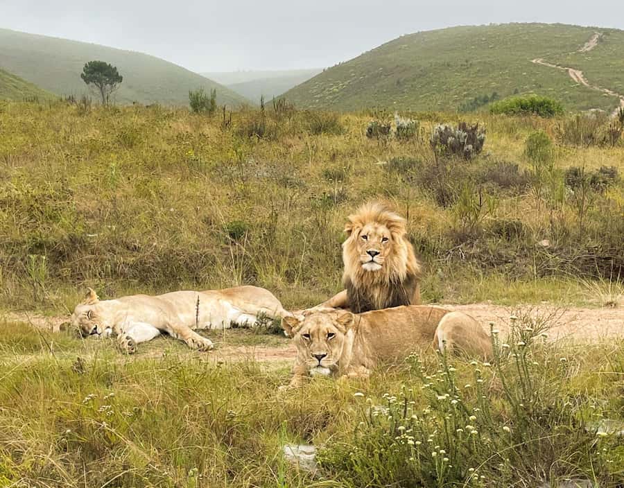 From Cape Town: 3-Day Garden Route Highlights and 4x4 Safari - Canoeing near Wilderness is calm and bird-focused