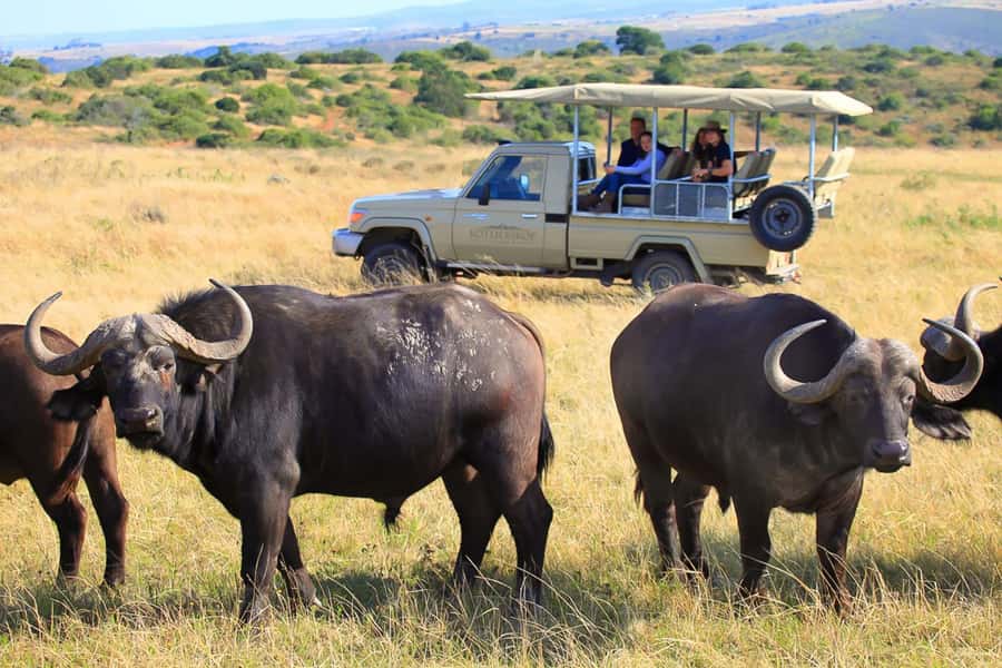 From Cape Town: 3-Day Garden Route Highlights and 4x4 Safari - The return to Cape Town is long but useful
