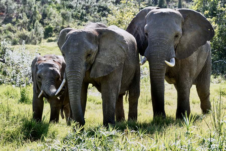 From Cape Town: 3-Day Garden Route Safari and Coastal Tour - Key points at a glance