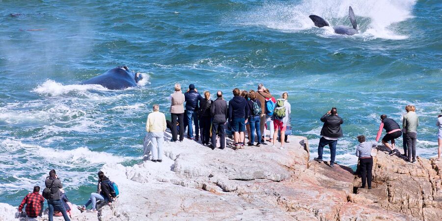 From Cape Town: 3-Day Garden Route Safari and Coastal Tour - Practical questions before you book
