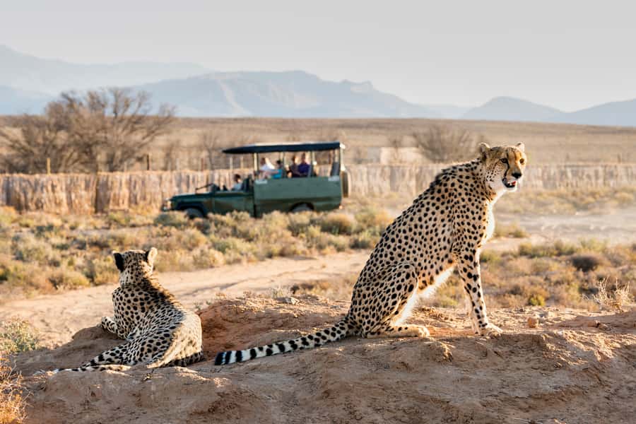 From Cape Town: 3-Day Garden Route Safari and Coastal Tour - Cape Agulhas, the true southern tip