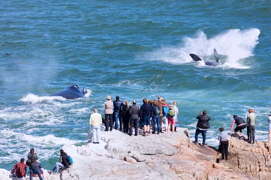 From Cape Town: 3-Day Garden Route Safari and Coastal Tour - The morning drive and return through Route 62