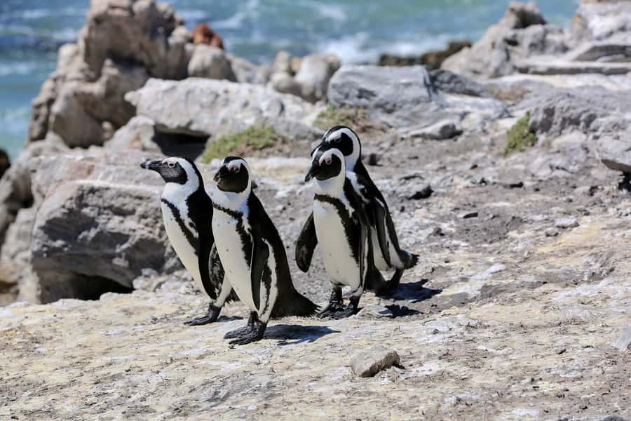 From Cape Town: 3-Day Garden Route Safari and Coastal Tour - Betty’s Bay penguins and the road to Hermanus
