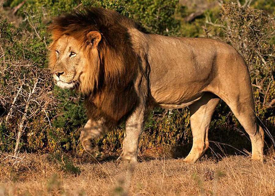 From Cape Town: 5-Day Best of Garden Route and Addo Safari - Who should book this five-day route