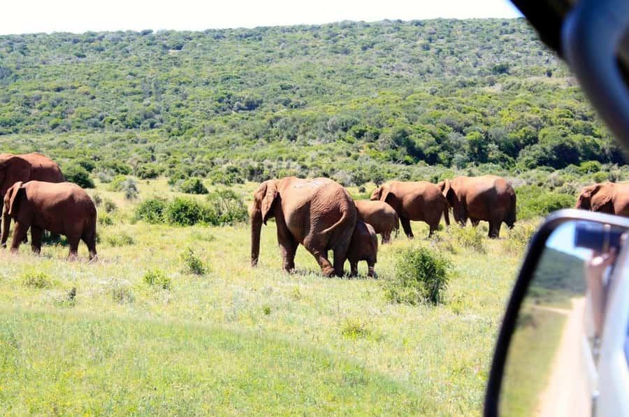 From Cape Town: 5-Day Best of Garden Route and Addo Safari - Day 3: Early wildlife at Addo Elephant National Park