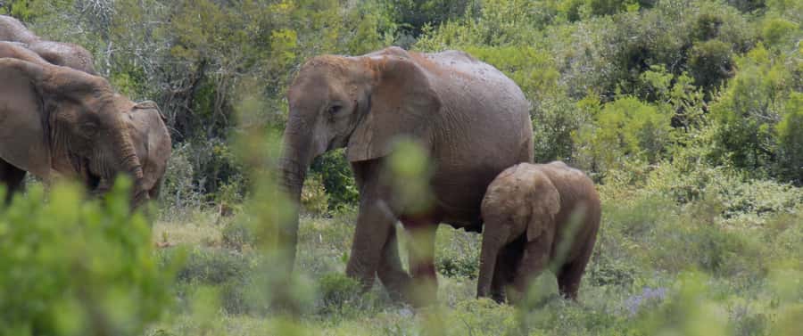 From Cape Town: 5-Day Best of Garden Route and Addo Safari - The small group and the minivan matter