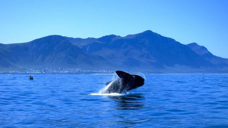 From Cape Town: 5-Day Garden Route & Addo Elephant Park Tour - Key points to know before booking