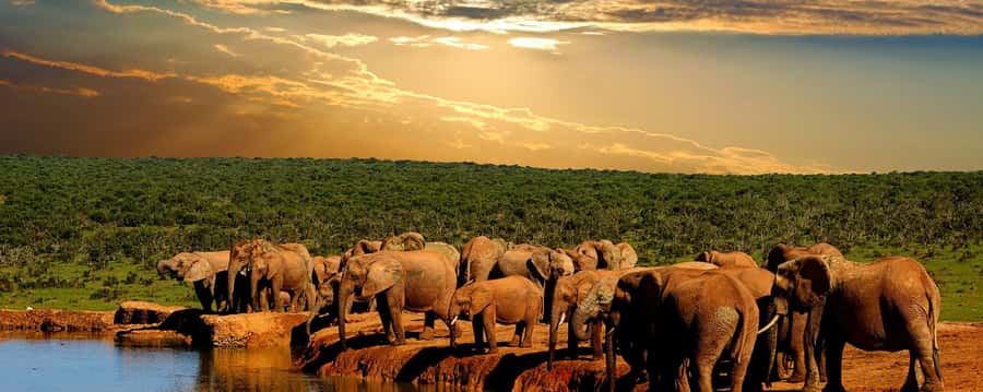 From Cape Town: 5-Day Garden Route & Addo Elephant Park Tour - What this five-day route does well