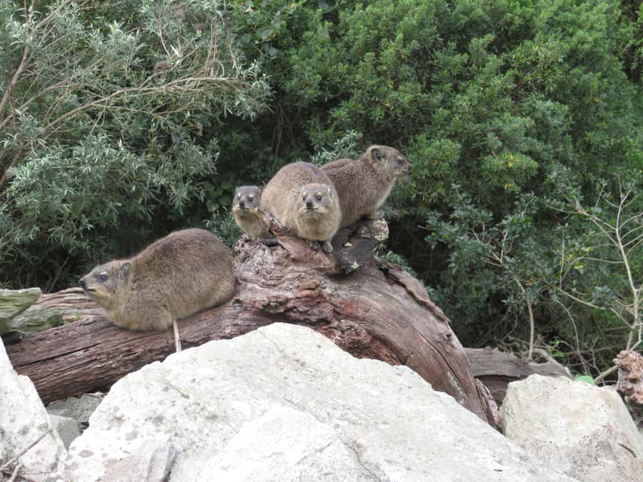 From Cape Town: 5-Day Garden Route & Addo Elephant Park Tour - Day three: Tsitsikamma’s bridge and the Addo choice