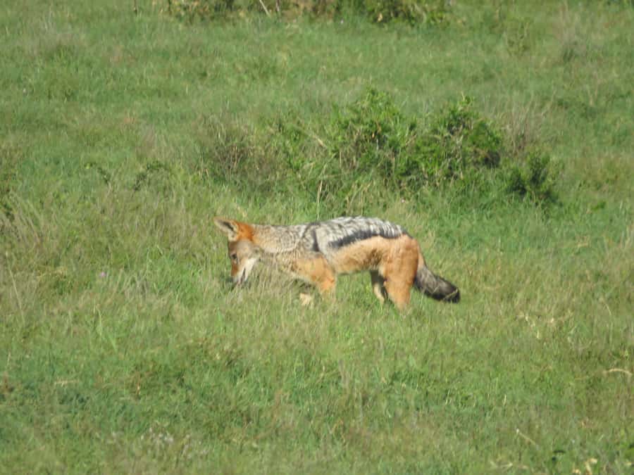 From Cape Town: 5-Day Garden Route & Addo Elephant Park Tour - What you should budget beyond the $931 price