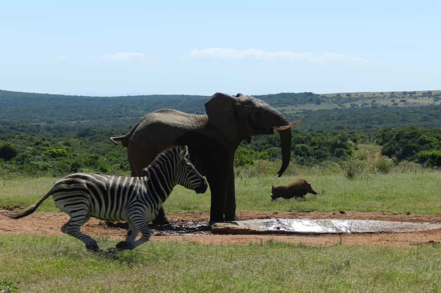From Cape Town: 5-Day Garden Route & Addo Elephant Park Tour - Day one: Ronnie’s, Cango Caves, and the ostrich farms