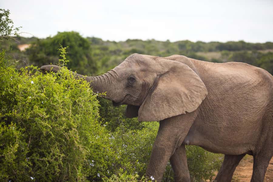 From Cape Town: 7-Day Garden Route, Addo and Winelands Combo - Day 3: Route 62 and the underground world of Oudtshoorn