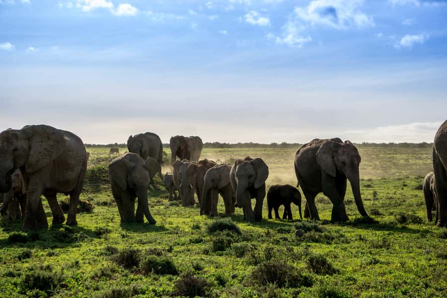 From Cape Town: 7-Day Garden Route, Addo and Winelands Combo - Day 7: The return along the coast