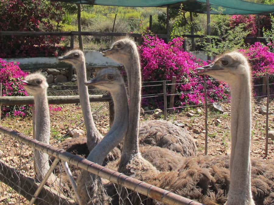 From Cape Town: 7-Day Garden Route, Addo and Winelands Combo - Accommodation: choose your comfort level carefully