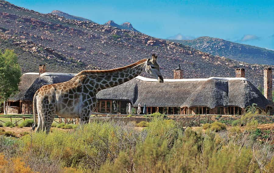From Cape Town: Aquila Game Reserve Safari Tour with Lunch - Is $342 good value?