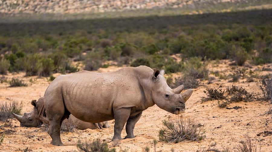 From Cape Town: Aquila Game Reserve Safari Tour with Lunch - Small details that make the day easier