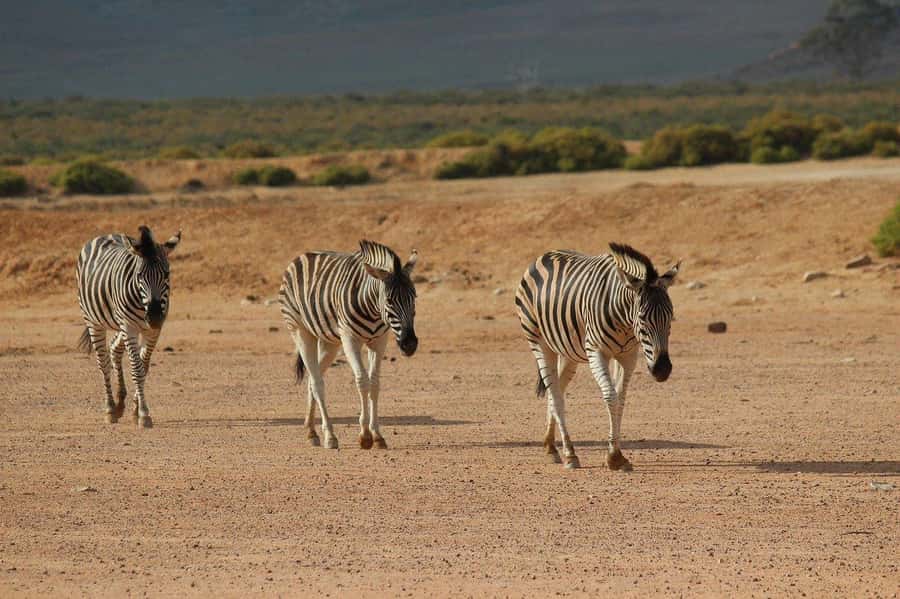 From Cape Town: Aquila Game Reserve Safari Tour with Lunch - What the day feels like overall