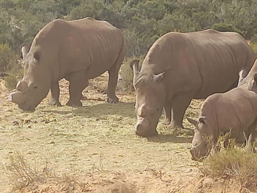 From Cape Town: Aquila Game Reserve Sunset Game Drive - The Cape Town to Aquila drive takes patience