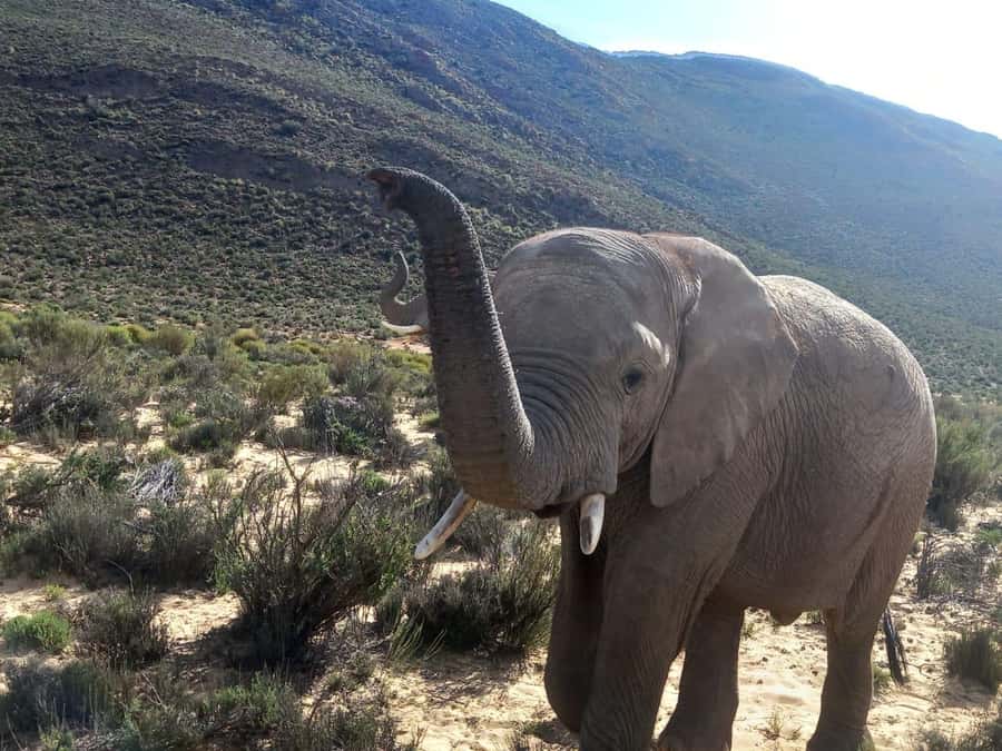 From Cape Town: Aquila Game Reserve Sunset Game Drive - Expect close encounters, rough tracks, and good photo chances