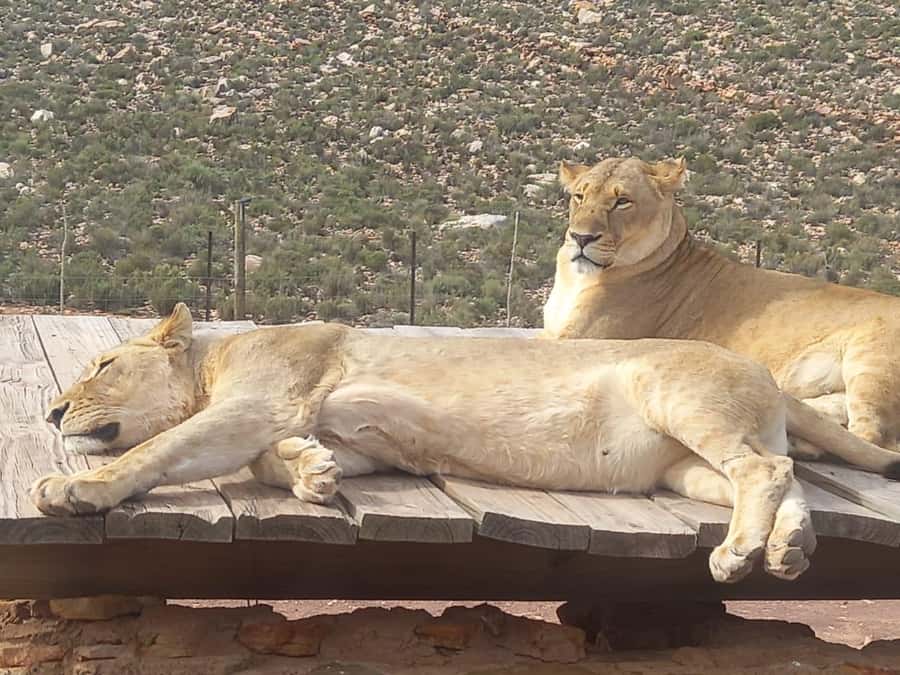 From Cape Town: Aquila Game Reserve Sunset Game Drive - The sunset safari is the main event