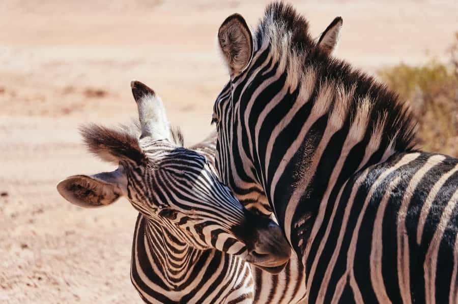 From Cape Town: Big Five Game Reserve with Lunch - Why this Cape Town safari works for a one-day visit