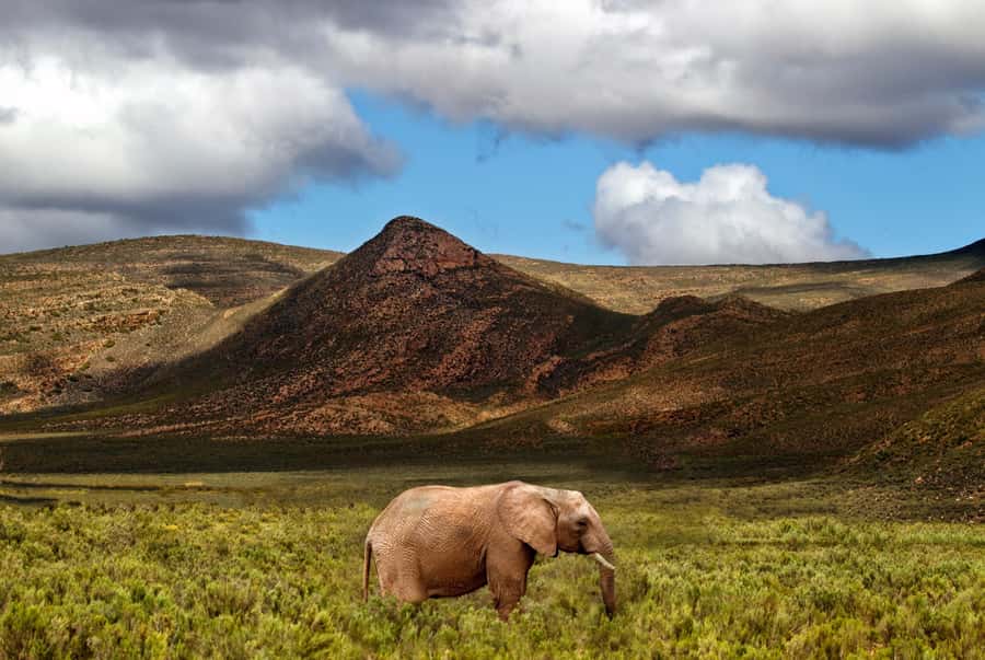 From Cape Town: Big Five Game Reserve with Lunch - Arriving at Aquila Private Nature Reserve