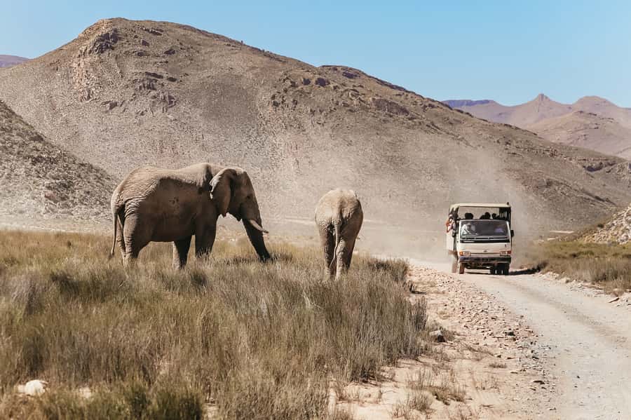 From Cape Town: Big Five Game Reserve with Lunch - Buffet lunch before the safari