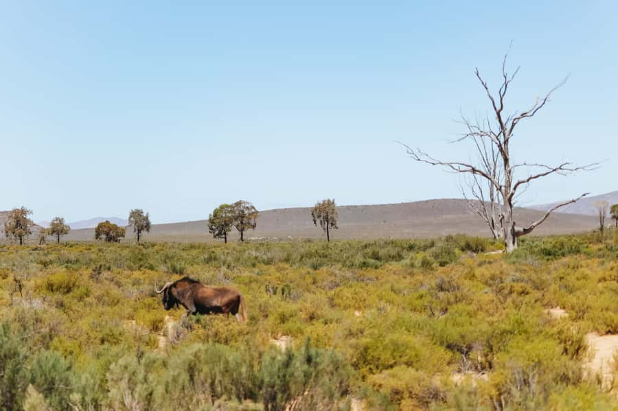 From Cape Town: Big Five Game Reserve with Lunch - Two hours in an open safari vehicle