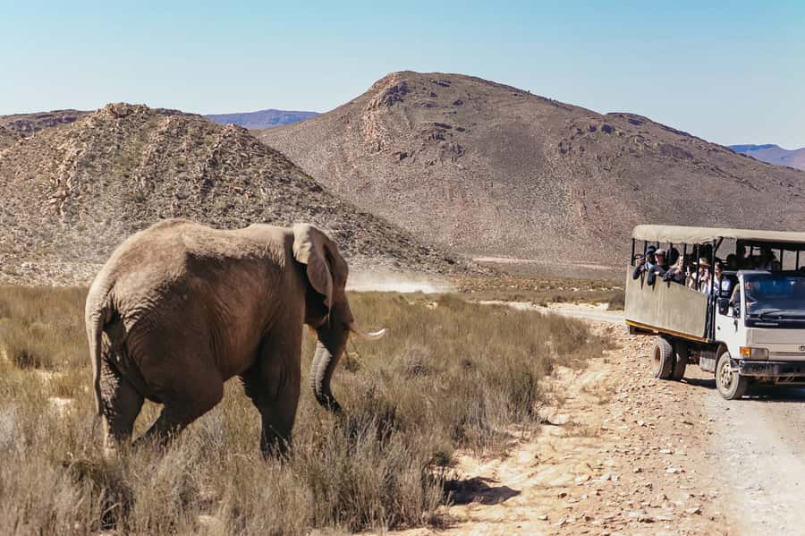 From Cape Town: Big Five Game Reserve with Lunch - How wild is the reserve?