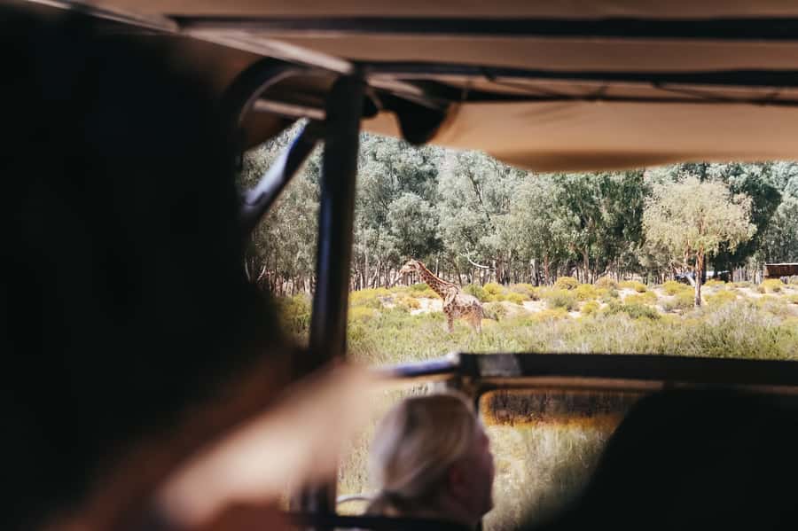 From Cape Town: Big Five Game Reserve with Lunch - Is the $236 price fair?