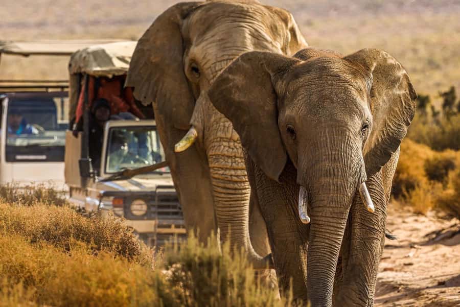 From Cape Town: Big Five Safari Experience with Lunch - Key points before you book