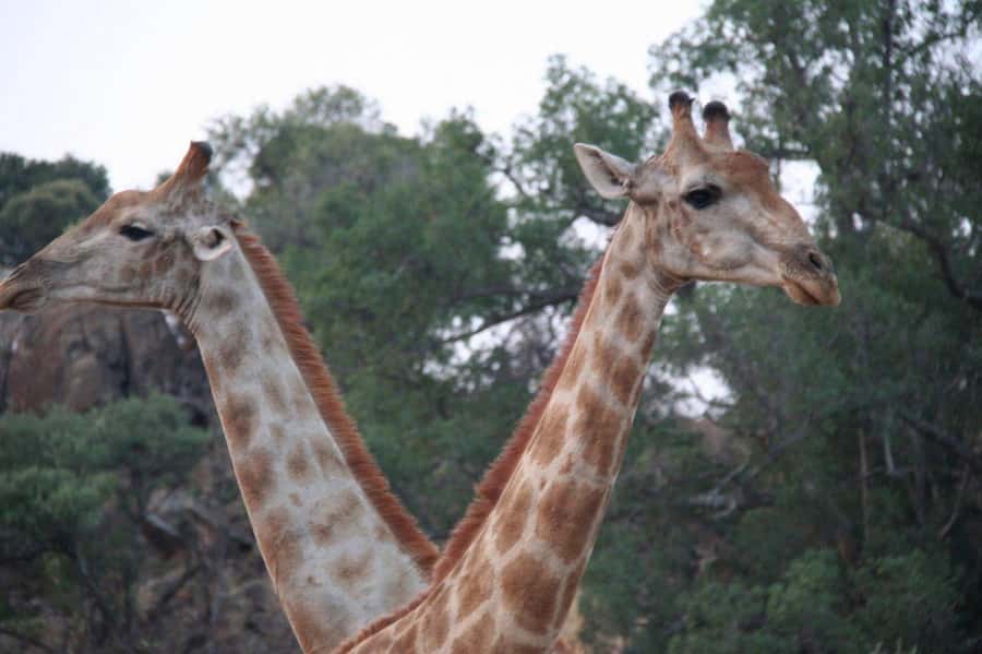 From Cape Town: Big Five Safari Experience with Lunch - My verdict: book it for access, not wilderness