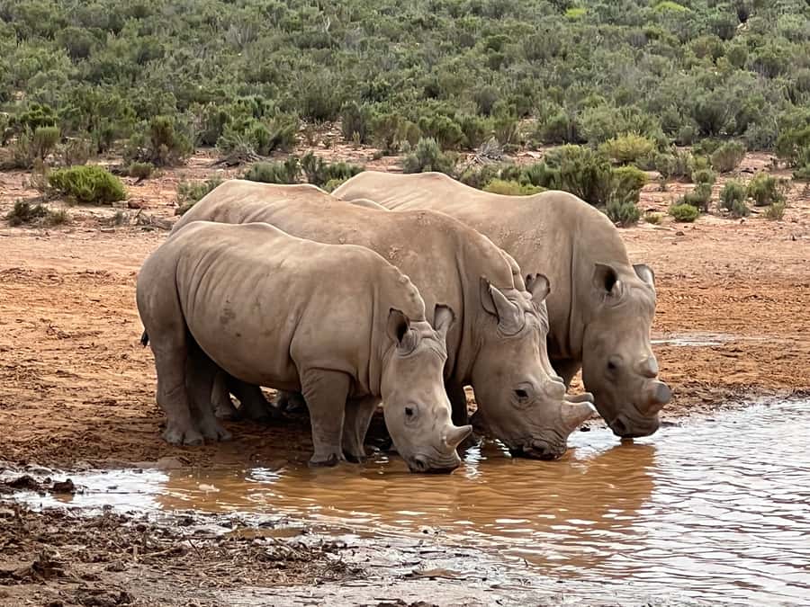 From Cape Town: Big Five Safari Experience with Lunch - A Cape Town safari without a second flight