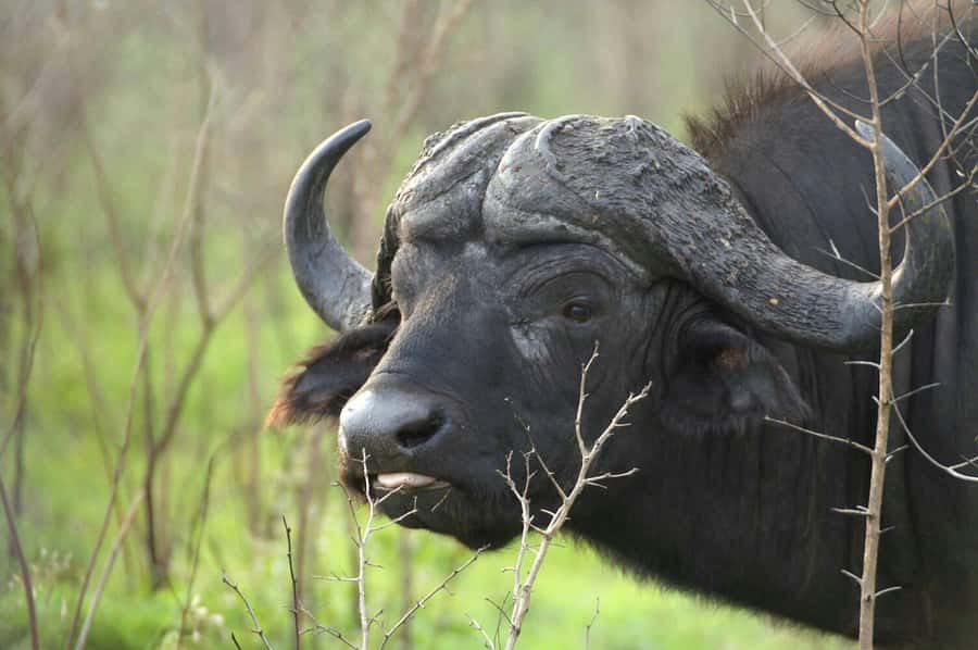 From Cape Town: Big Five Safari Experience with Lunch - Arrival, welcome drink, and the halal buffet