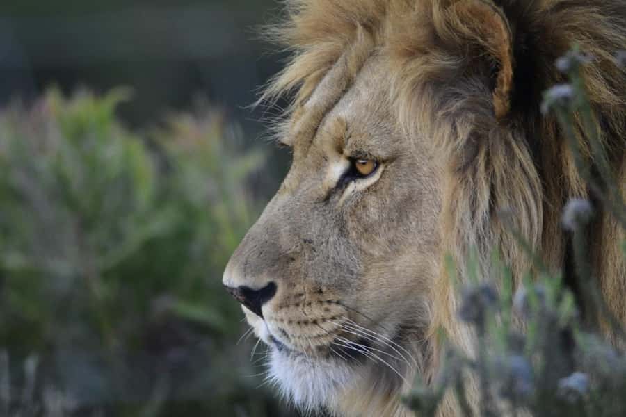 From Cape Town: Big Five Safari Experience with Lunch - Cancellation, pickup, and entry-fee details