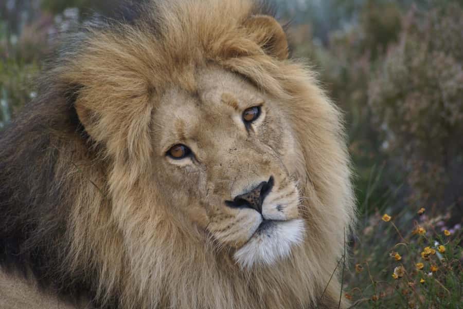 From Cape Town: Big Five Safari Experience with Lunch - The 8:50 pickup and the long road south