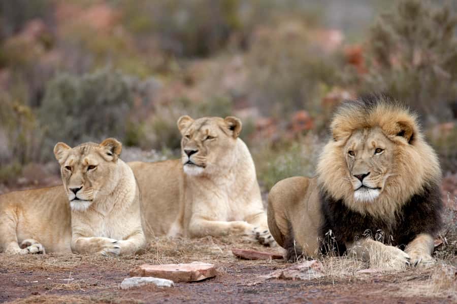From Cape Town: Big Five Sunset Safari incl. Transportation - Why this late-afternoon safari works from Cape Town