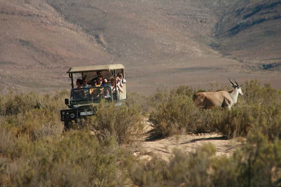 From Cape Town: Big Five Sunset Safari incl. Transportation - Arrival at 15:00, with a welcome drink before the drive