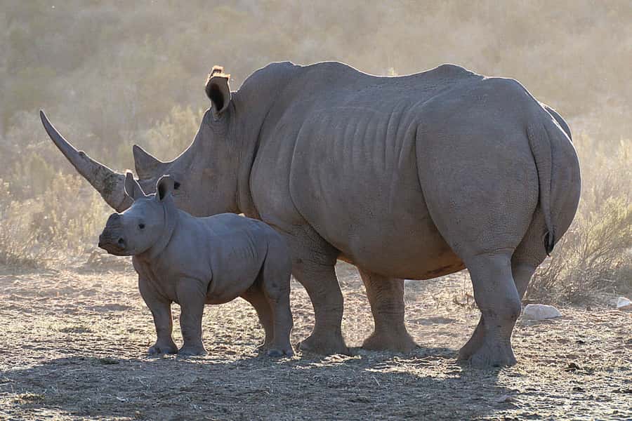 From Cape Town: Big Five Sunset Safari incl. Transportation - Who should book this experience