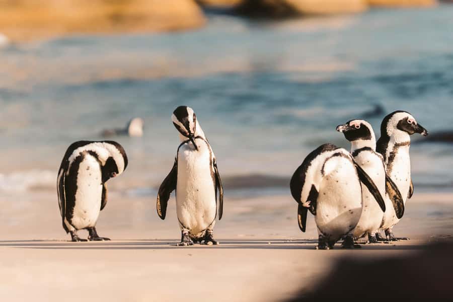 From Cape Town: Cape Agulhas, Penguins, Wine Tasting Tour - Key points to know before booking