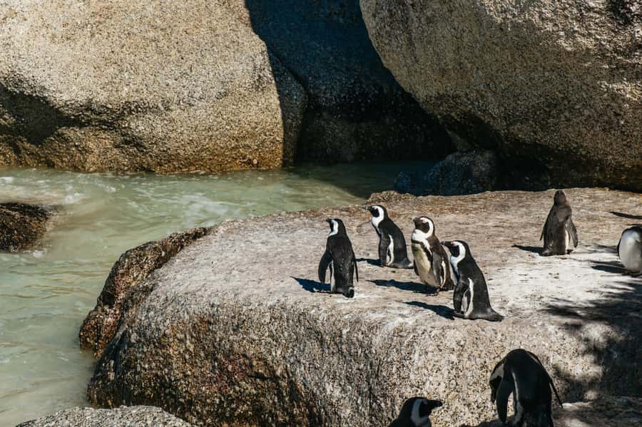 From Cape Town: Cape Peninsula & Boulders Penguin Beach Tour - Why this Cape Peninsula route works so well