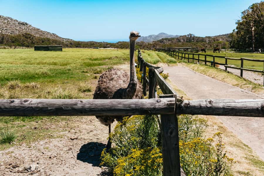From Cape Town: Cape Peninsula & Boulders Penguin Beach Tour - Chapman’s Peak Drive delivers the big road scene